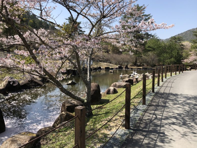 るり渓桜