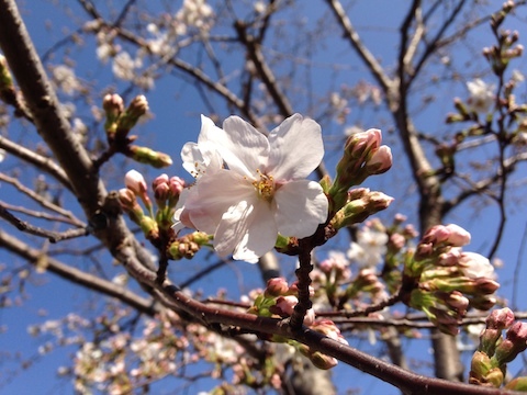 SoLeiL店の近隣の桜も開花しました